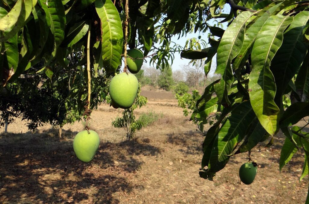 mango, tree, fruit-322555.jpg