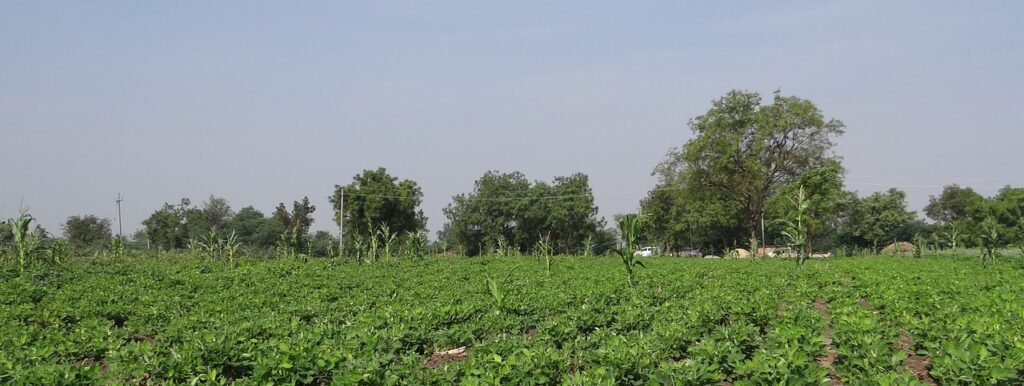 peanut field, groundnut field, india-285952.jpg