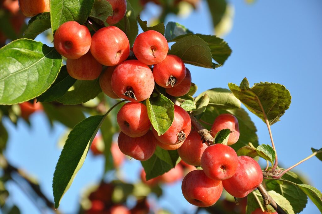 plum, plum tree, fruit-1183497.jpg